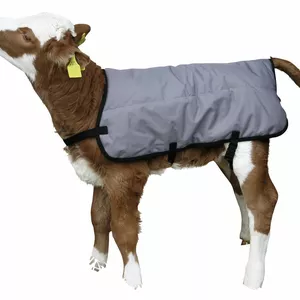 Вирощування телят Вирощування телят