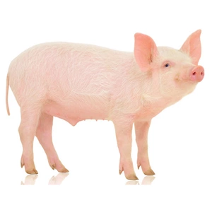 Свинарство Свинарство