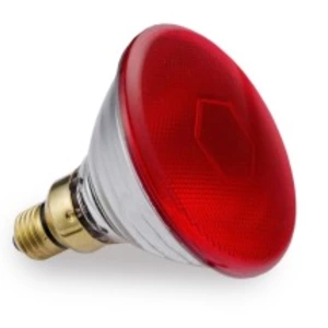 Обігрів свиней Обігрів свиней