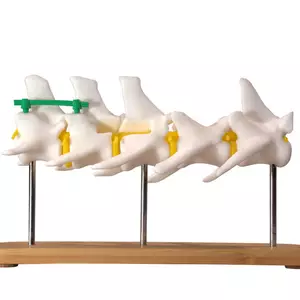 Штучні моделі скелета тварин Штучні моделі скелета тварин